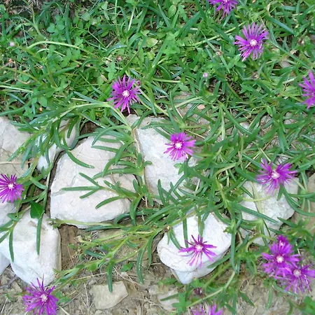 Appartement Andelina Pag Town