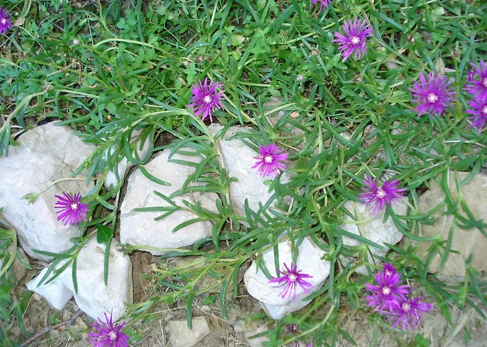 דירה Andelina פג